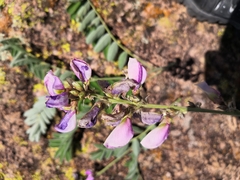Tephrosia nicaraguensis