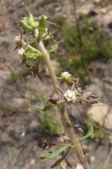 Aspidoglossum heterophyllum