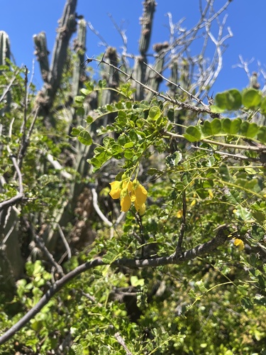 Pictetia aculeata, photograph 6