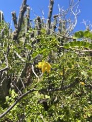 Pictetia aculeata, photograph Bonnie Isaac, CC0, iNaturalist via GBIF