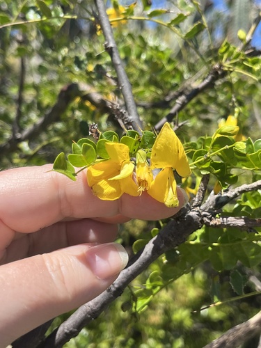 Pictetia aculeata, photograph 5