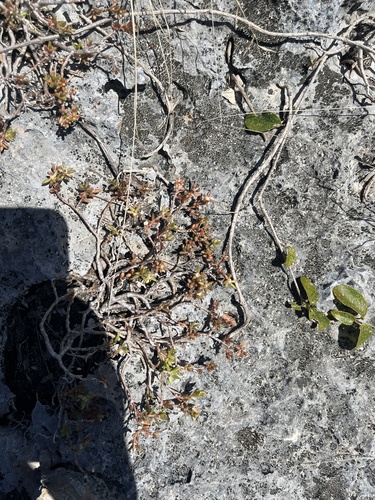 Portulaca rubricaulis, photograph 3