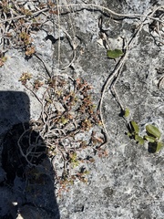 Portulaca rubricaulis, photograph author not stated, no rights reserved