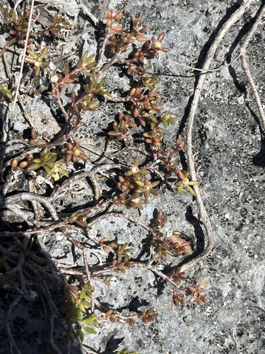 Portulaca rubricaulis, photograph 2