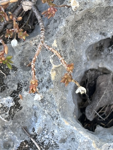 Portulaca rubricaulis, photograph 4