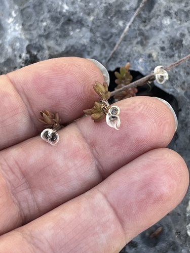 Portulaca rubricaulis, photograph 5