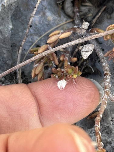 Portulaca rubricaulis, photograph 6