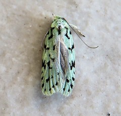 Izatha peroneanella