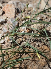 Xenostegia tridentata