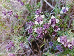 Thymus willdenowii