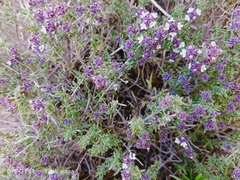 Thymus willdenowii