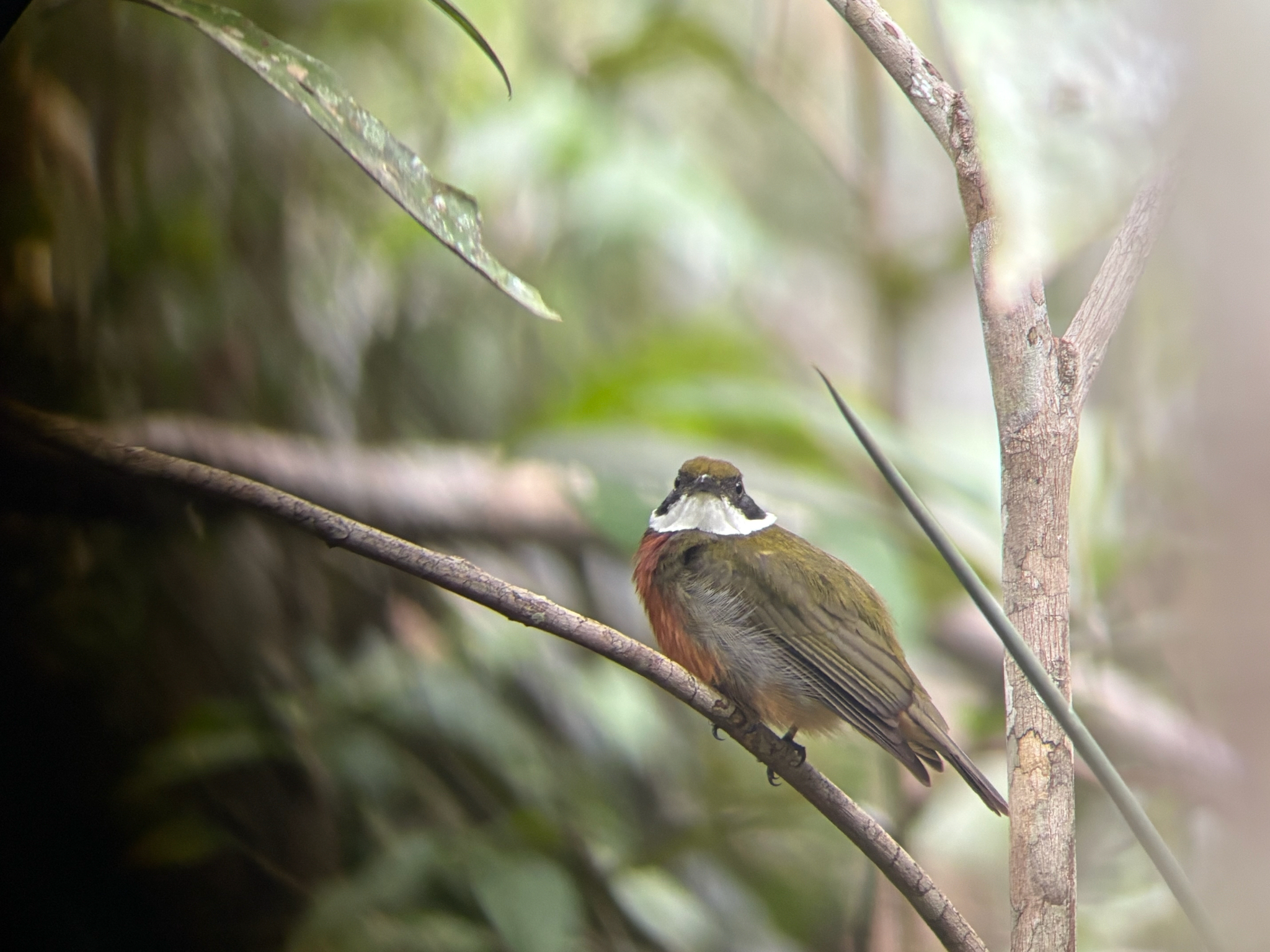 Yellow-crested Manakin (Heterocercus flavivertex), photo 1