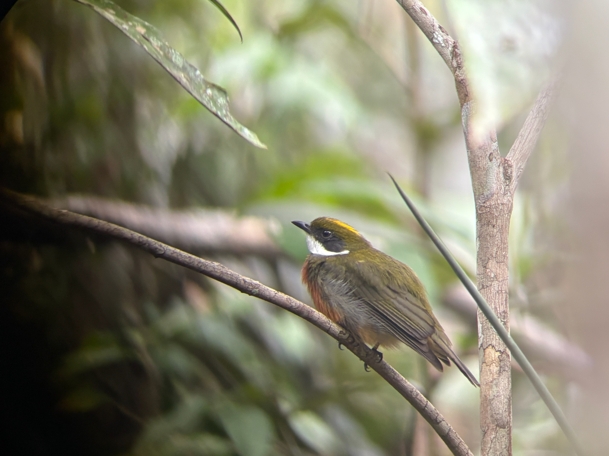Yellow-crested Manakin (Heterocercus flavivertex), photo 2