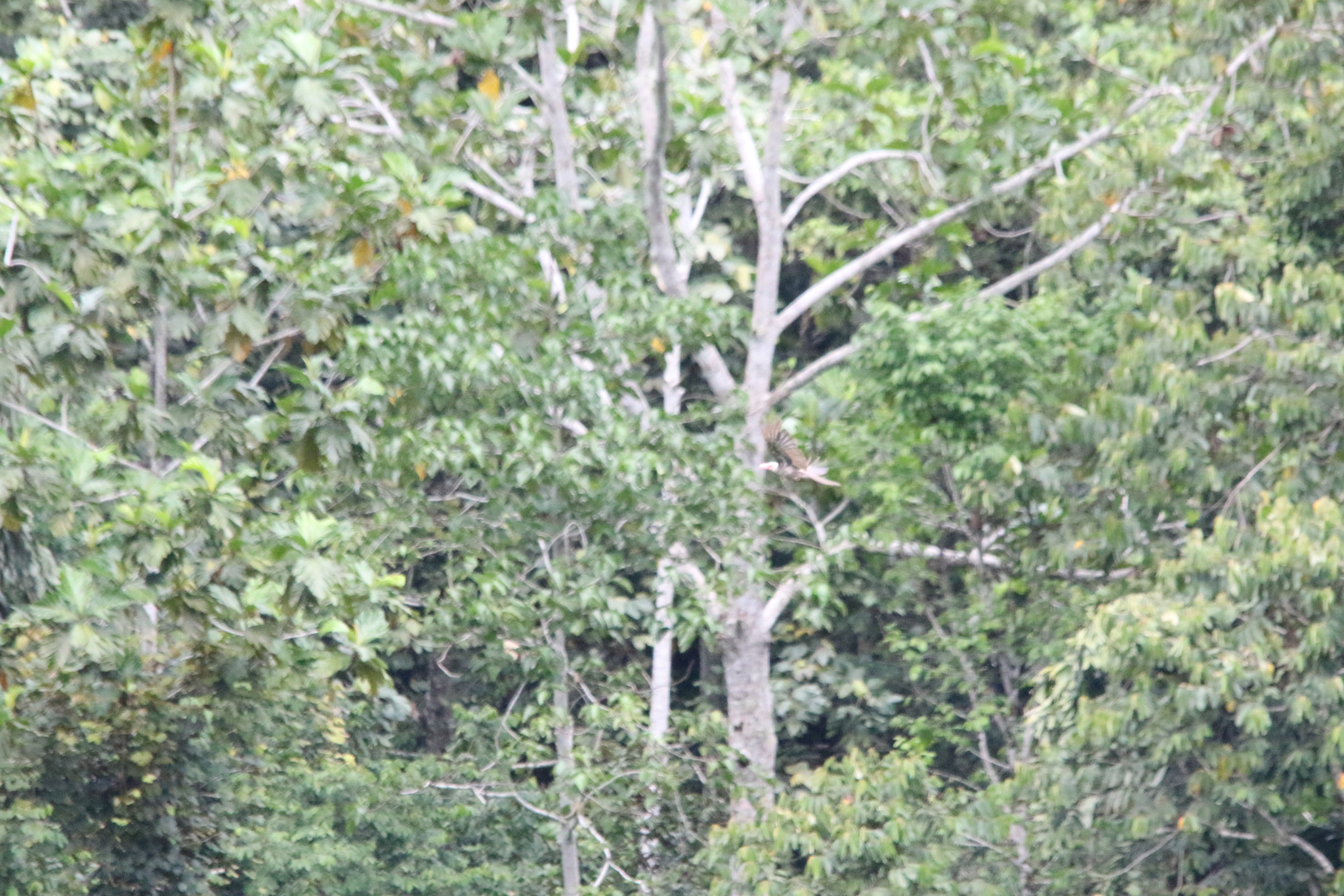 Grey Crow (Corvus tristis), photo 6
