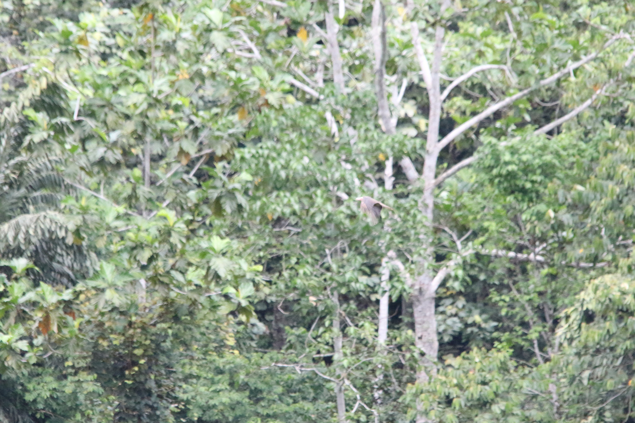 Grey Crow (Corvus tristis), photo 7