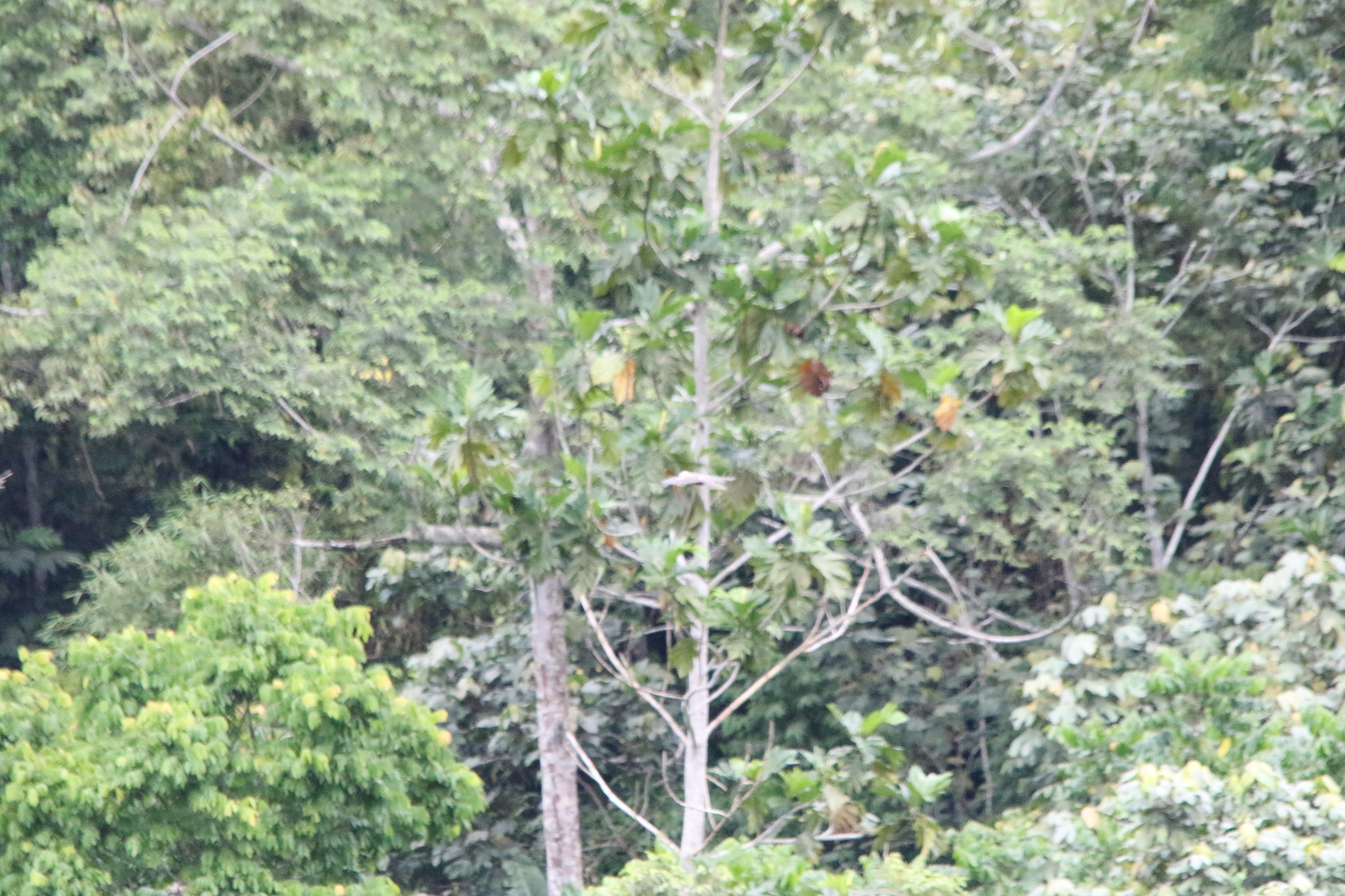 Grey Crow (Corvus tristis), photo 8
