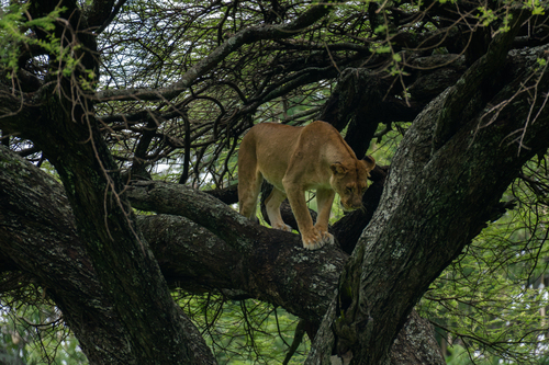 Southern Lion