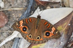 Junonia neildi varia