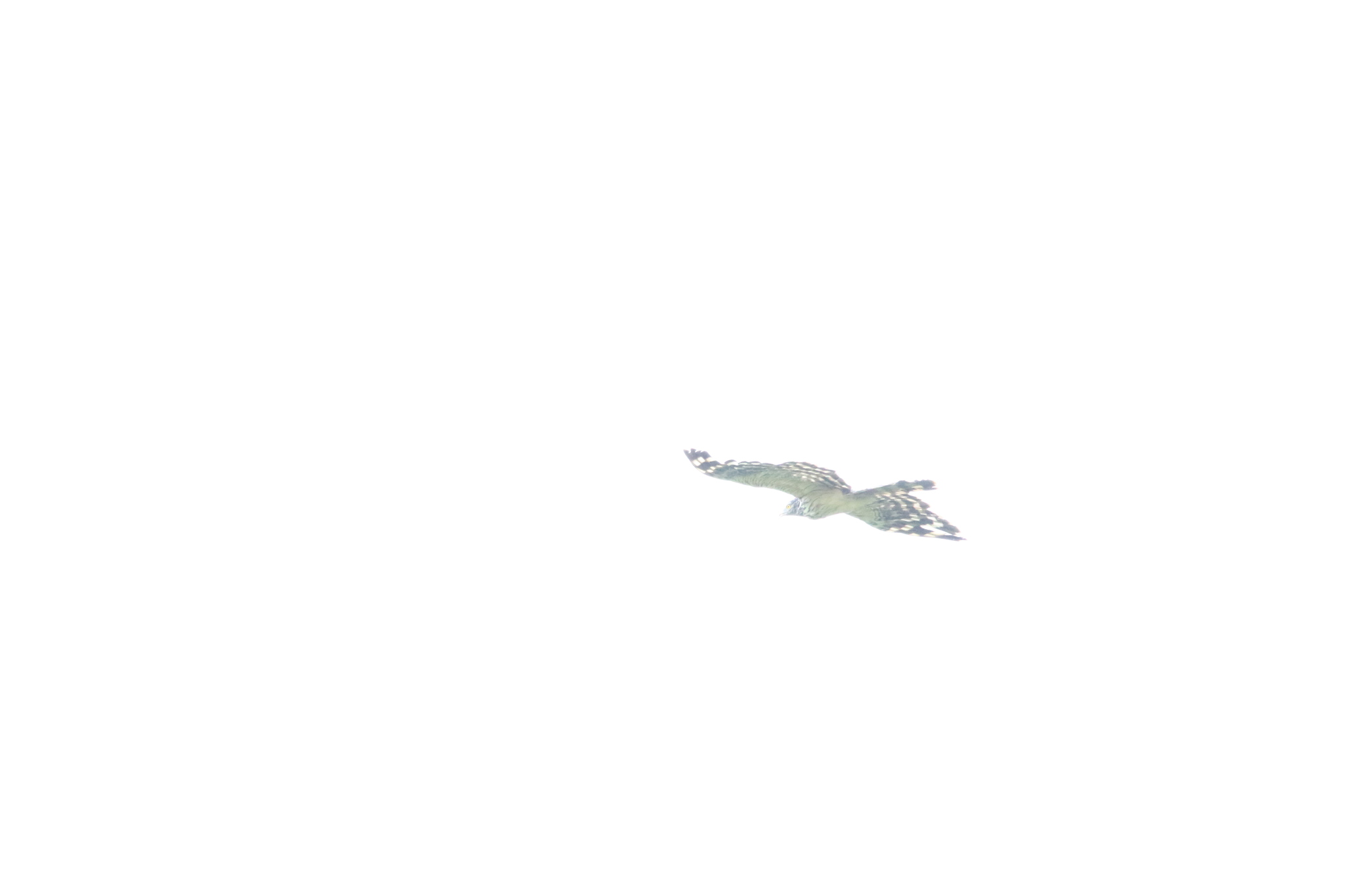 Long-tailed Honey Buzzard (Henicopernis longicauda), photo 3