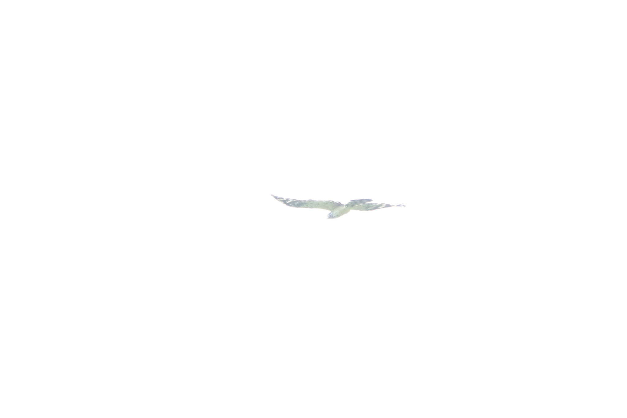 Long-tailed Honey Buzzard (Henicopernis longicauda), photo 6