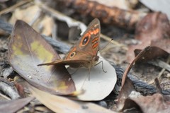 Junonia neildi varia
