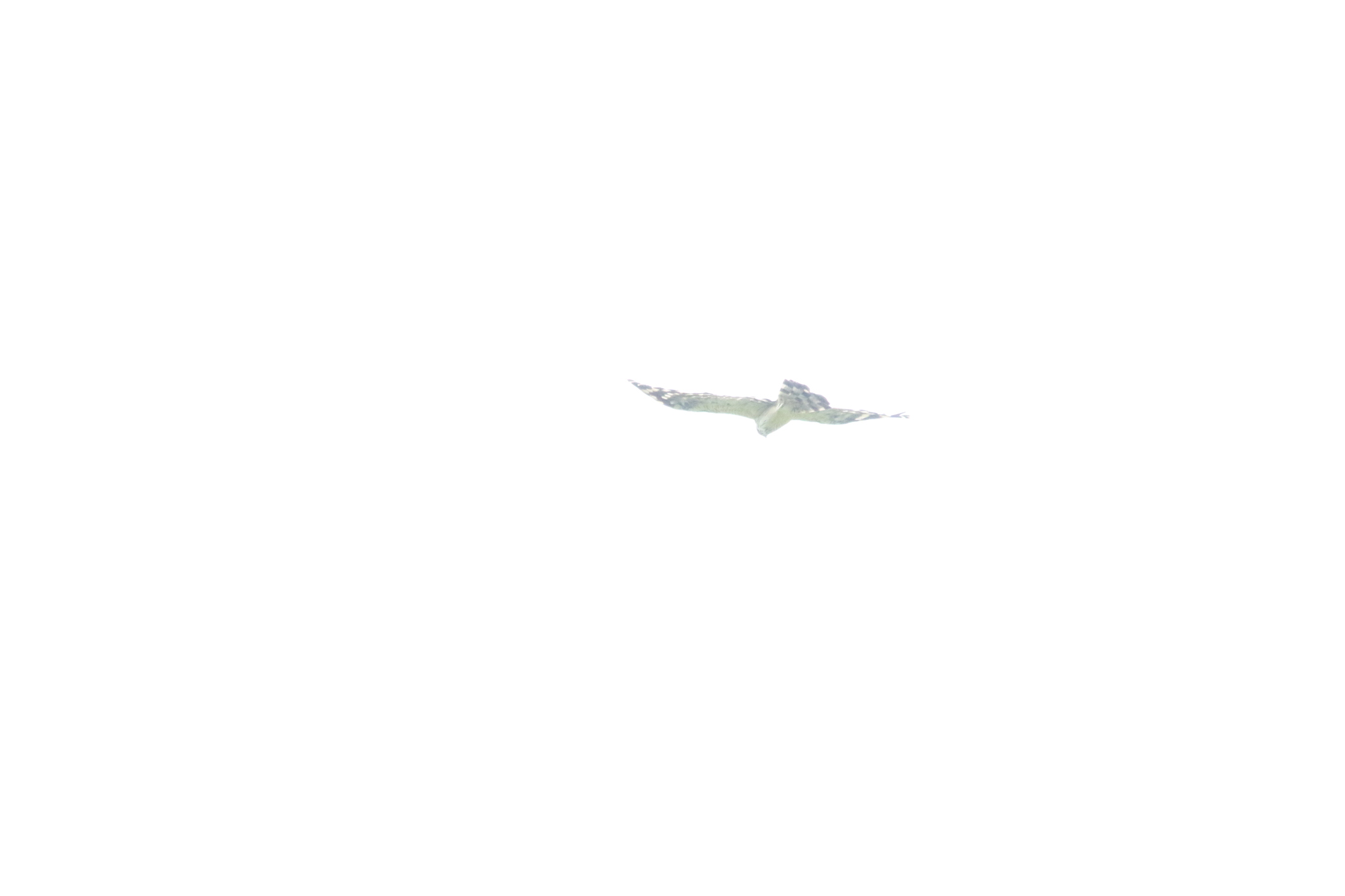 Long-tailed Honey Buzzard (Henicopernis longicauda), photo 8