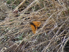 Setina aurita