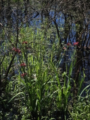 Iris fulva, photograph (c) Daniel McClosky, some rights reserved (CC BY)