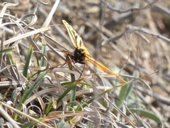 Setina aurita