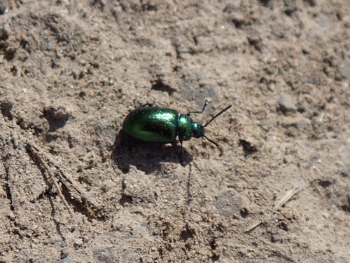 Blue Dock Beetle photo 5