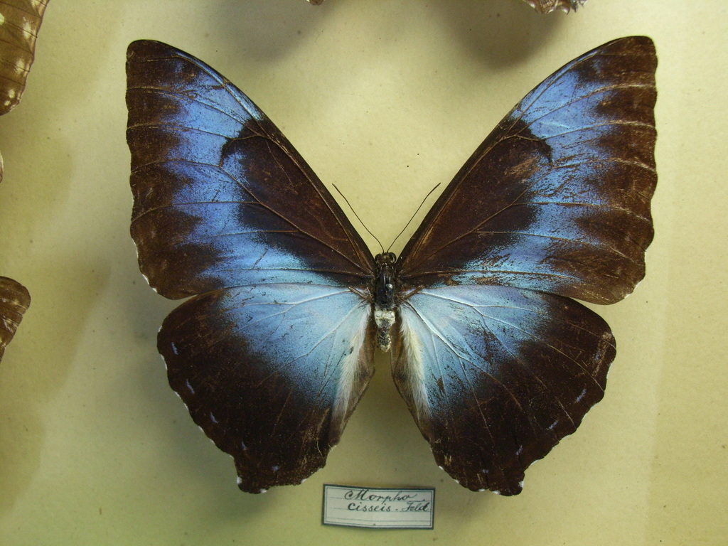Morpho cisseis