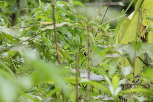 Streak-headed Mannikin (Mayrimunia tristissima), photo 3