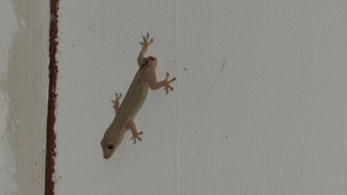 Hemidactylus frenatus