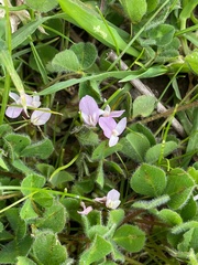 Trifolium israeliticum