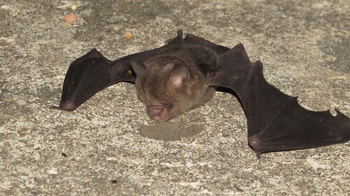 Hipposideros cervinus observed 2026-03-12