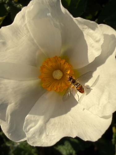 Unknown species found near Marauder Way, San Diego, CA, US