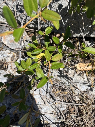 lechecillo (Croton discolor)