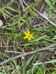 Gagea chlorantha