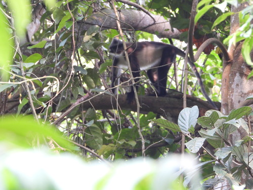 Black-and-white Langur