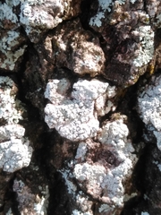 Pertusaria ostiolata