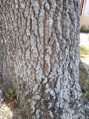Pertusaria ostiolata
