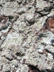 Pertusaria ostiolata