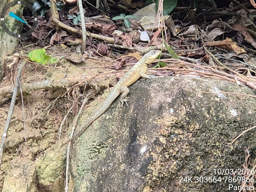 Amazon Lava Lizard