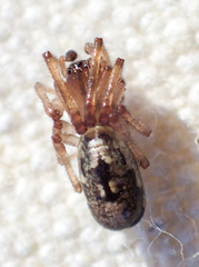 Enoplognatha marmorata