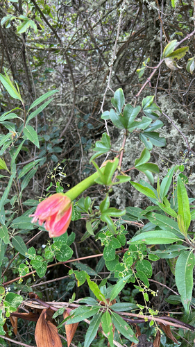 northern banana passionfruit (Passiflora mixta)