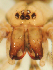 Enoplognatha marmorata