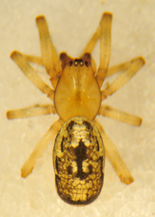 Enoplognatha marmorata