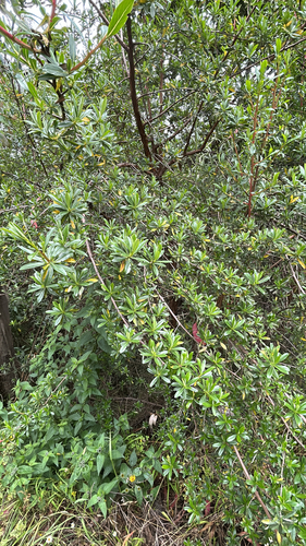 Escallonia resinosa (Escallonia resinosa)