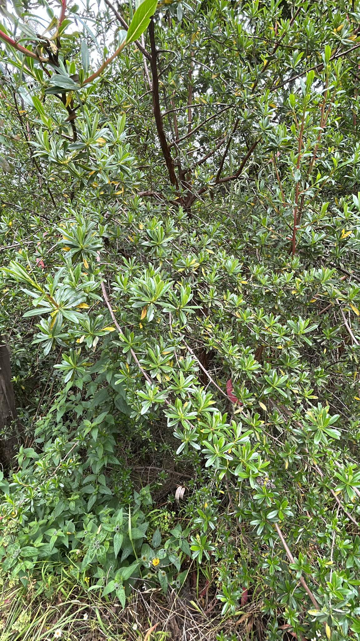 Escallonia Resinosa (Escallonia resinosa)