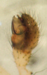 Enoplognatha marmorata